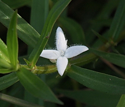 [One white four-petal flower sits among smooth thin long leaves. The flower has thin white 'hairs' sticking out from the perimeter from the petal edges. There are a few white pistils in the center of the flower.]